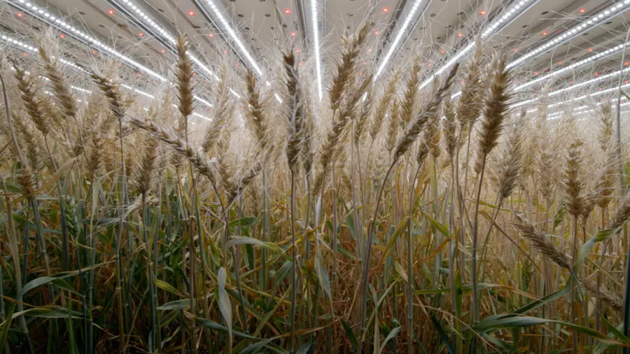 Infarm demonstrates the potential for growing wheat indoors.