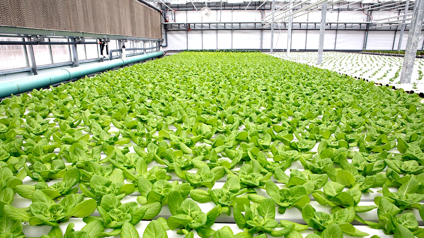 Lufa Farms built the world's largest rooftop greenhouse in Montreal.