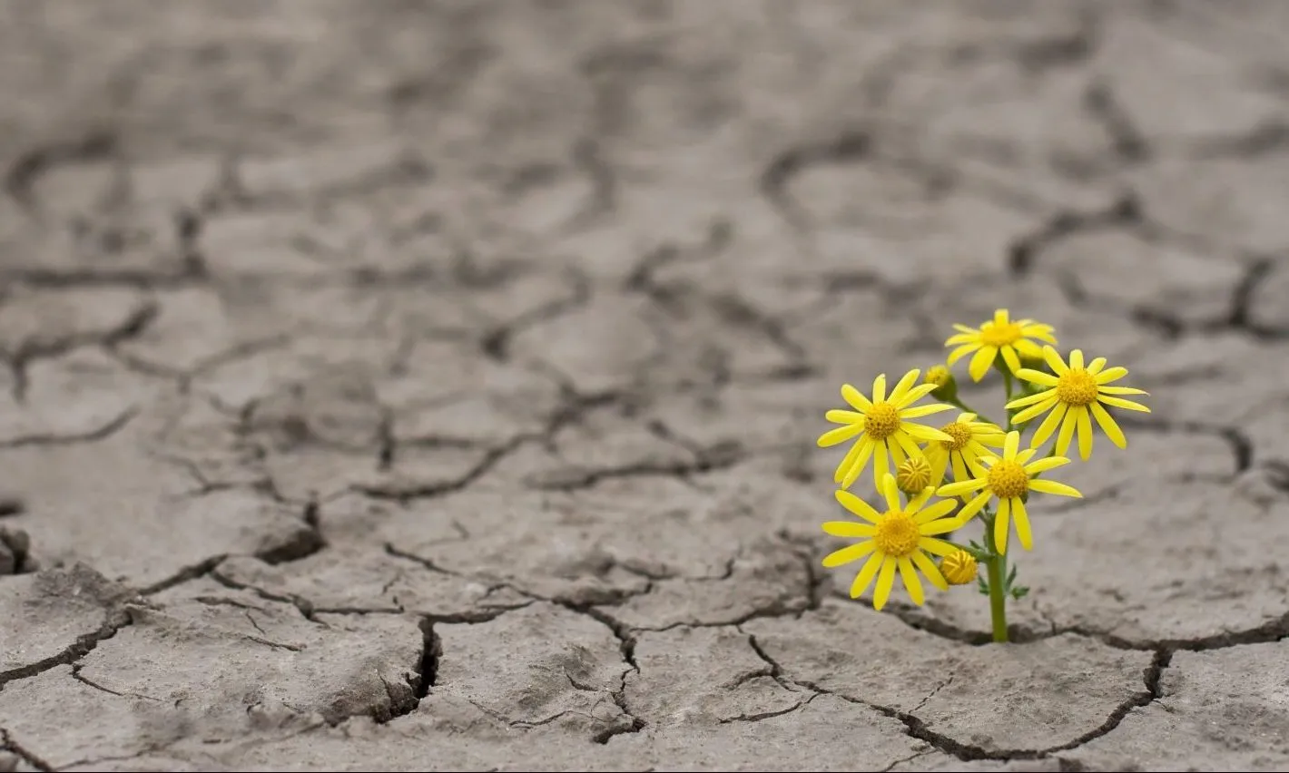 A Note From the Author